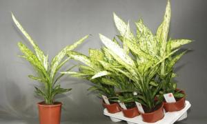 Растение Isolepis: отглеждане и грижи