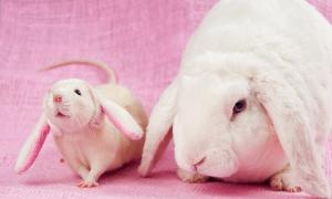 Zgodność zakochanego królika i szczura