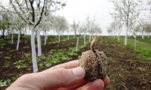 Diófa ültetés termesztés vigyázni hogyan virágzik Hogyan keletkezik a dió