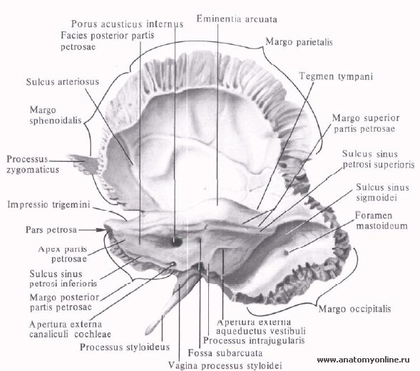 anatomia osului temporal)