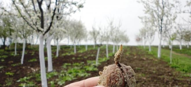 Sadzenie orzecha włoskiego Pielęgnacja Jak kwitnie Jak powstają orzechy włoskie