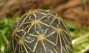 Индийска звездна костенурка