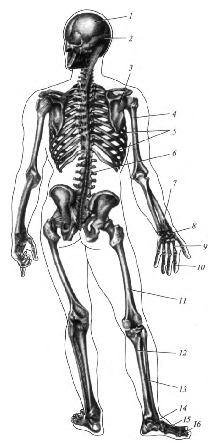 a metatarsális csontok ízületei)