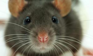 Dlaczego marzysz o uratowaniu myszy?