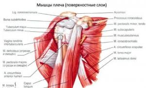 Articulación articular integrada del hombro