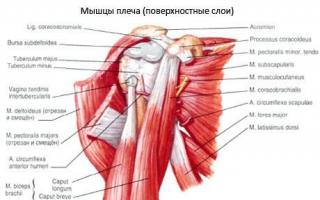 Articulación articular integrada del hombro